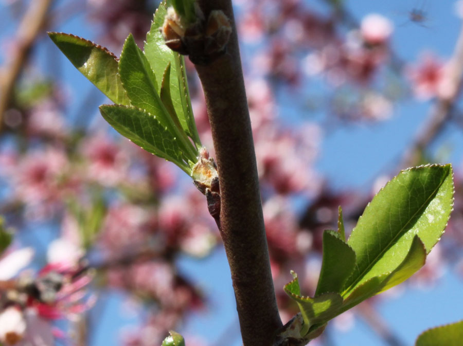 Prunus persica / Pesco